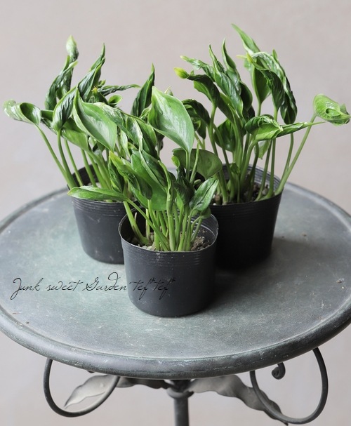 ポトス・テルノ 『バンピー』 | すべての商品 | | Junk sweet Garden