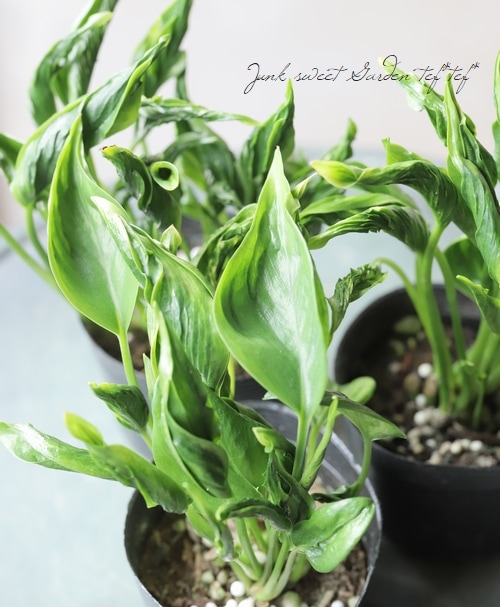 ポトス・テルノ 『バンピー』 | すべての商品 | | Junk sweet Garden