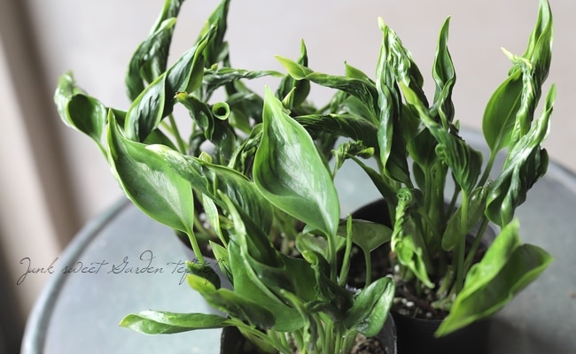 ポトス・テルノ 『バンピー』 | すべての商品 | | Junk sweet Garden