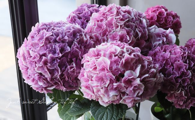 紫陽花 『 山紫水明 』 八重咲き | すべての商品 | | Junk sweet