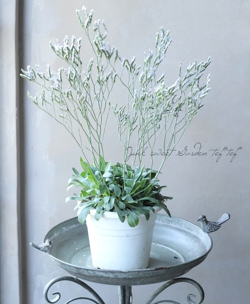 宿根リモニウム 『ブルーダイヤモンド』 スターチス | すべての商品