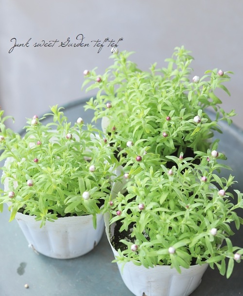 إꥯꥵ ֤󤶤 إ󥿡饤