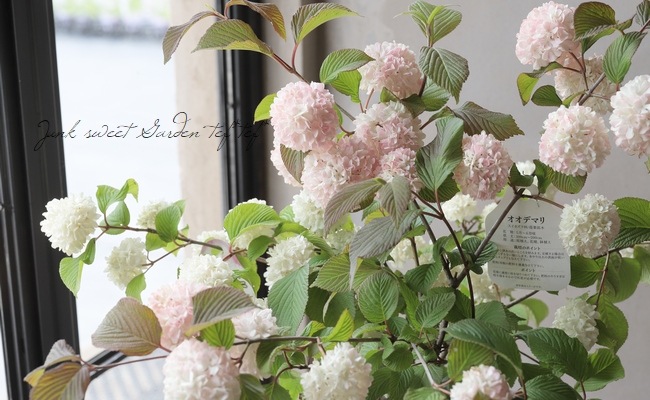 オオデマリ ビバーナム ジェミニ すべての商品 Junk Sweet Garden Tef Tef