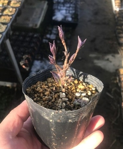 斑入り山紫陽花『御殿場錦 -ゴテンバニシキ-』 開花前株 | すべての