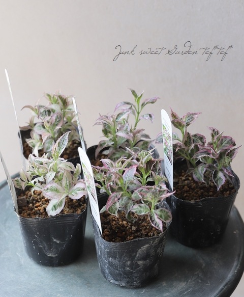 斑入り山紫陽花『御殿場錦 -ゴテンバニシキ-』 開花前株 | すべての