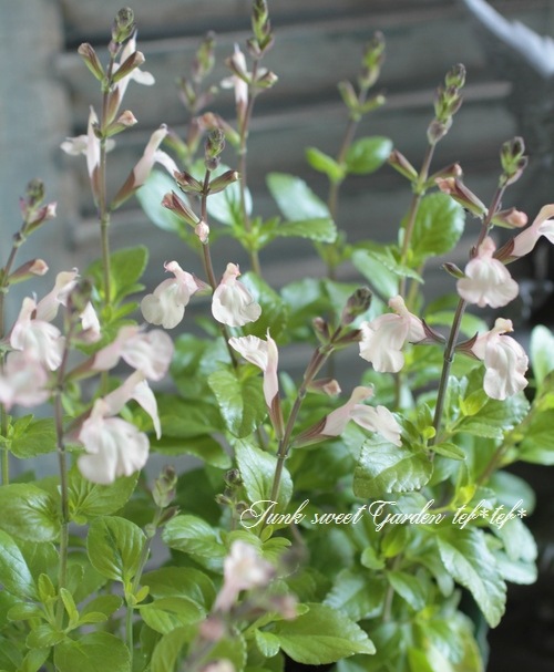 �饤�࿧�����꡼���������إࡼ��饤�ȥ����С���