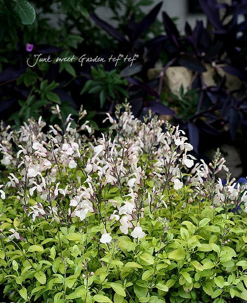 �饤�࿧�����꡼���������إࡼ��饤�ȥ����С���