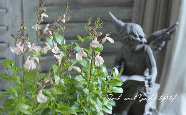 ライム色チェリーセージ 『ムーンライトオーバー』 | すべての商品