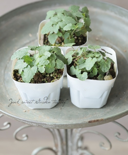 アガスターシェ 『ブラックアダー』 | すべての商品 | | Junk sweet