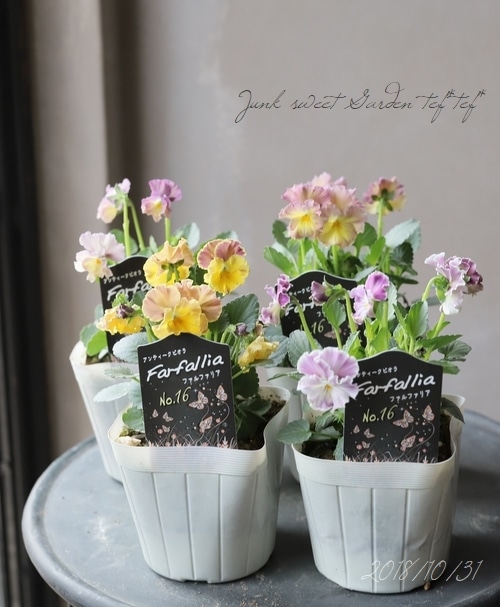 ○松原園芸さんビオラ 『ファルファリア』 No.16 | すべての商品