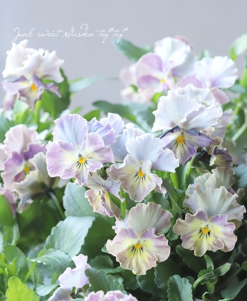 ○松原園芸さんビオラ 『ファルファリア』 No.16 | すべての商品