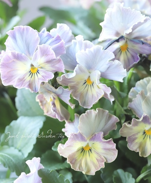 ○松原園芸さんビオラ 『ファルファリア』 No.16 | すべての商品