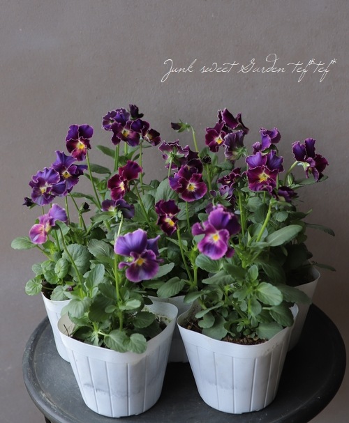 松原園芸さんビオラ 『ファルファリア』 NO.10 | すべての商品