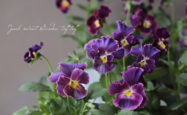 松原園芸さんビオラ 『ファルファリア』 NO.10 | すべての商品