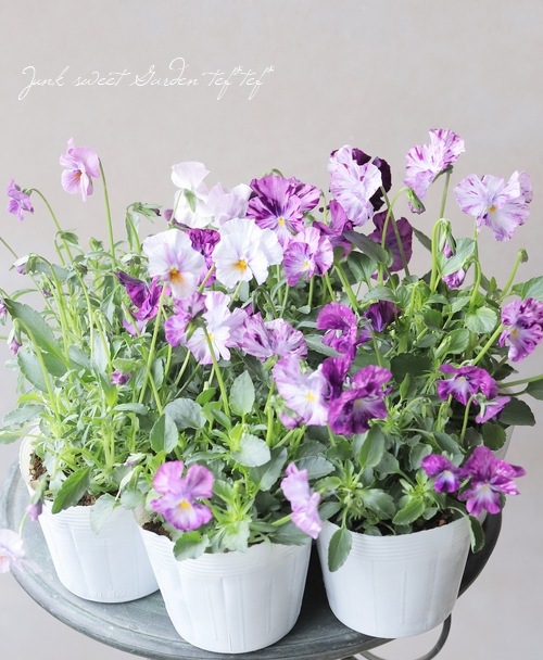 ○ROKA HEARTS 育種ビオラ 『フリル咲き交配』 【パープル系