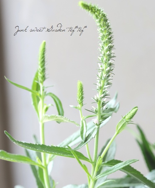 �ɺ�����ѥ��ȡ��٥��˥����ࡼ�ǥ����֥롼�� �إԥ󥯡١�