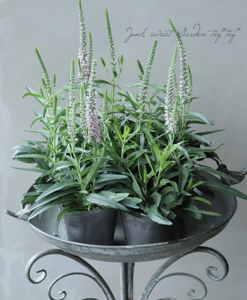 �ɺ�����ѥ��ȡ��٥��˥����ࡼ�ǥ����֥롼�� �إԥ󥯡١�