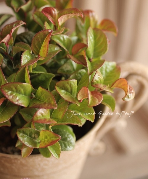 ����ꥫ����ʥ�ƥ�<BR>�쥦���ȥ�<BR>�إ����꡼��åɡ�