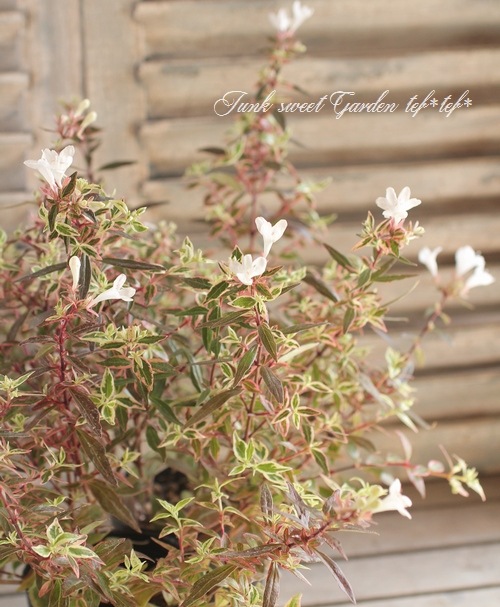 ���٥ꥢ���إ���ե��åƥ���