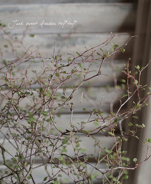 磻䡼ϡ<BR>磻䡼ץĤΥϡ<BR>45ȭ