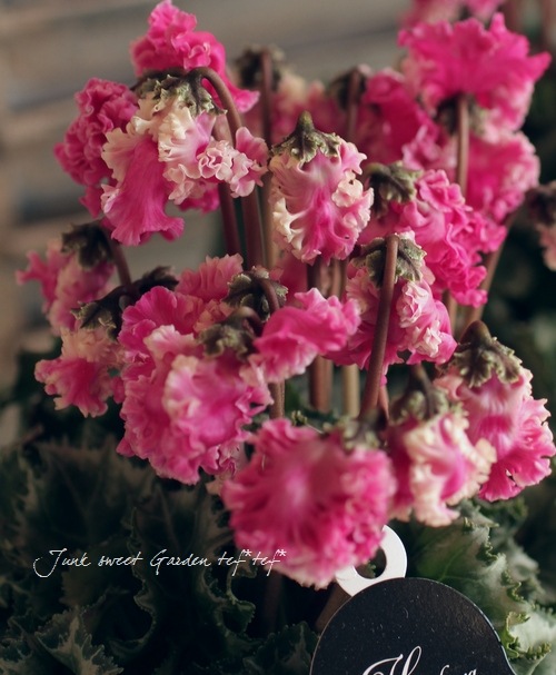 特大　尺鉢　１０号　シクラメン　フリル　ドリームワイン　豪華　蕾多数 特大 尺鉢 10号 シクラメン フリル ドリームワイン 豪華 蕾多数