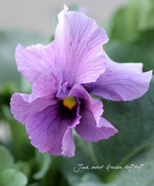 ね*し様 最終値下げ！ビオラ　チェコ1980年製Antonio Frosli ラ ね*し様 最終値下げ！ビオラ チェコ1980年製Antonio Frosli ラ ね*