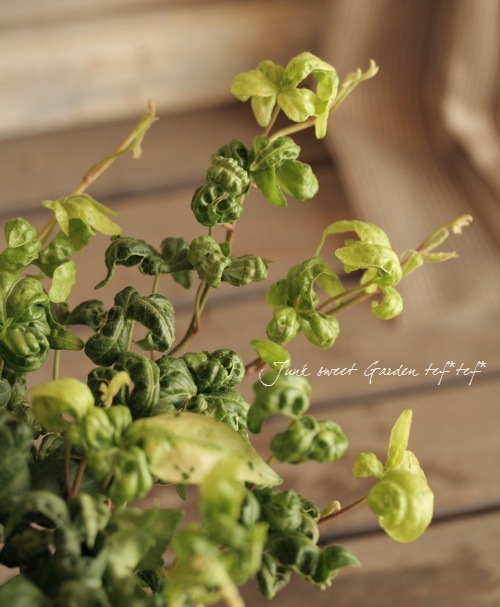 �����ݤ���Υإǥ顡�ؤ⤳�⤳��