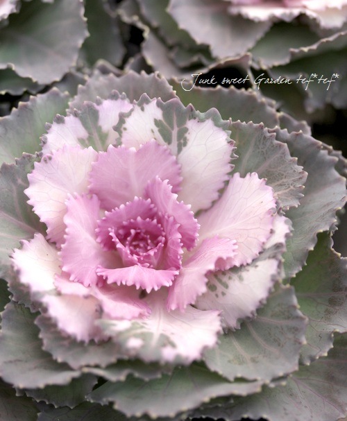 2株セット葉牡丹<BR>アンティークカラー❤<BR>『つぐみ