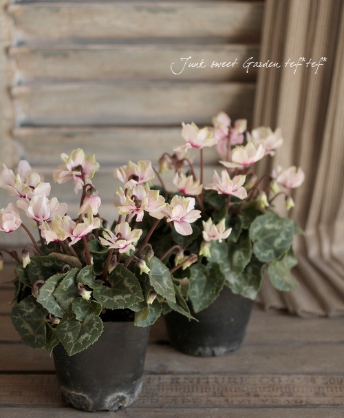 Ȭ�ź餭�����ǥ󥷥������褬���꡼�󡪡إ��꡼��ƥ������