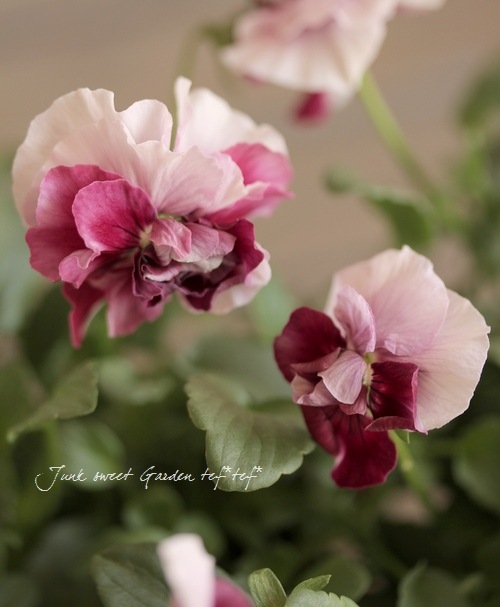 Ȭ�ź餭�ӥ���<BR>�إ��奨�ꥢ��4���ż��ݥå�