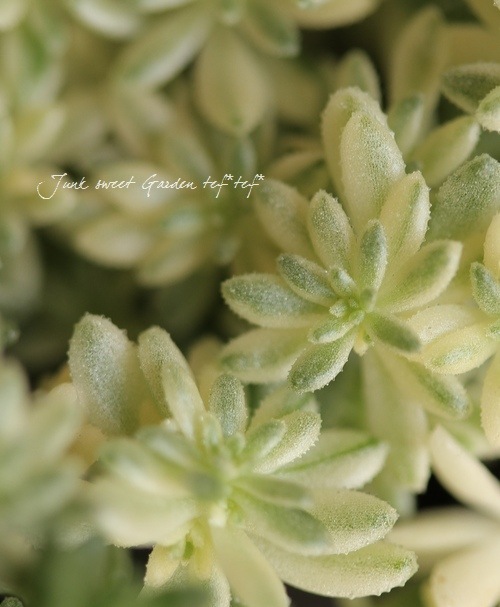 <i>Sedum</i><BR><BR>���ä��㤤�������դä�<BR>������ �إߥ륯��������
