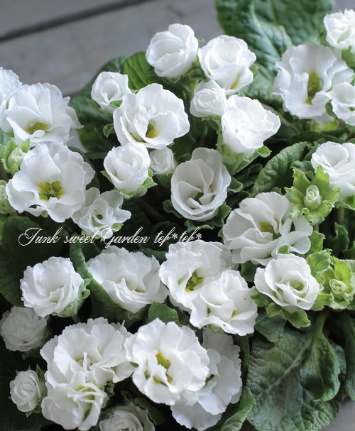 ץ ꥢ ϥ֥åȡإեå