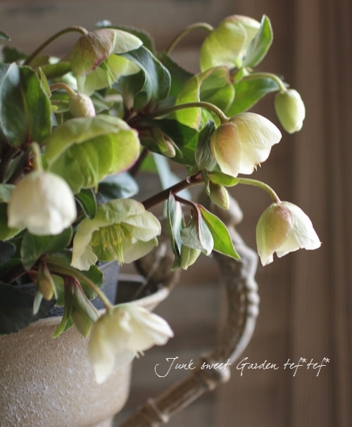 ◆大株◆希少！小輪ベル咲き！原種交配クリスマスローズ　早咲きウィンターベル ◇大株◇希少！小輪ベル咲き！原種交配クリスマスローズ 早咲き