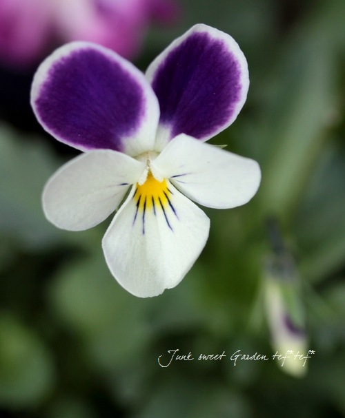 �������������<BR>���ͥ��쥯�����<BR>���Ķ���