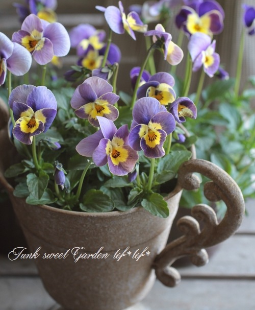 i>Viola×wittrockiana</i><BR><BR>笈川さん育種生産！<BR>横浜