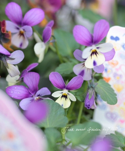 ���ѥ󥸡������<BR>�����硦ƣ�Ĥ�����<BR>�إ֥롼���ۥ磻��(���ˡ�