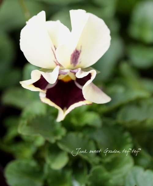 ドイリー1117❤️薔薇、パンジー、アネモネの花園✨48㎝✨ ドイリー1117❤️薔薇、パンジー、アネモネの花園✨48㎝✨