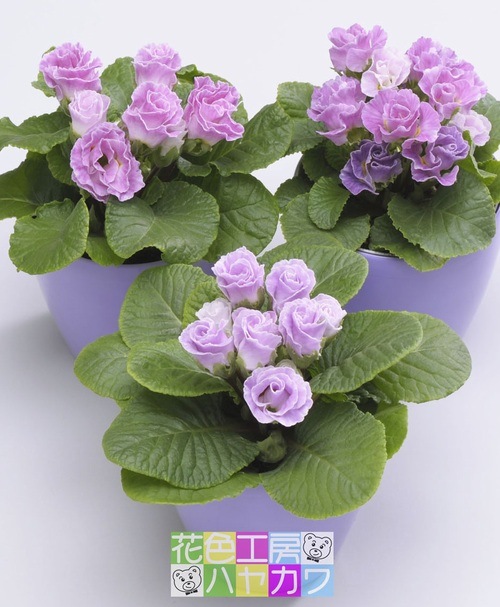 �ץ�ߥ��ࡦ�Х�餭�ʼ�ץ��顦����ꥢ�󡡡إ֥롼�٥꡼�Υࡼ����