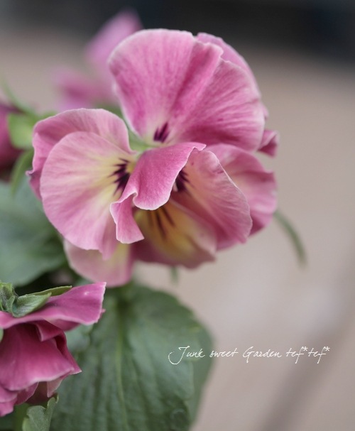 Ȭ�ź餭�ѥ󥸡�❤<BR>�إե����꡼���塼���<BR>��礵����إ����ޡ�