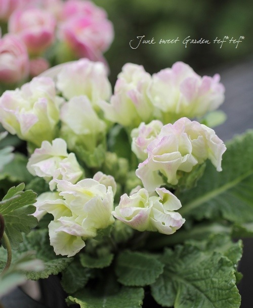 �ץ��顦�ϥ��֥�å�<BR>�إѥ��ƥ륫�顼��<BR>3.�ݥå�