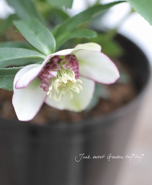 4655 整形オフホワイトセミダブルクリスマスローズ　開花株 4655 整形オフホワイトセミダブルクリスマスローズ 開花株 大和園