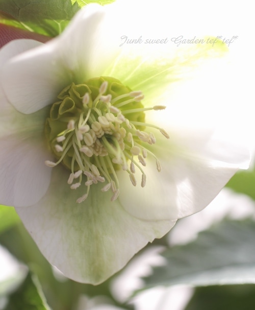 大和園・佐藤さん作出<BR>クリスマスローズ・開花株！5号鉢<BR