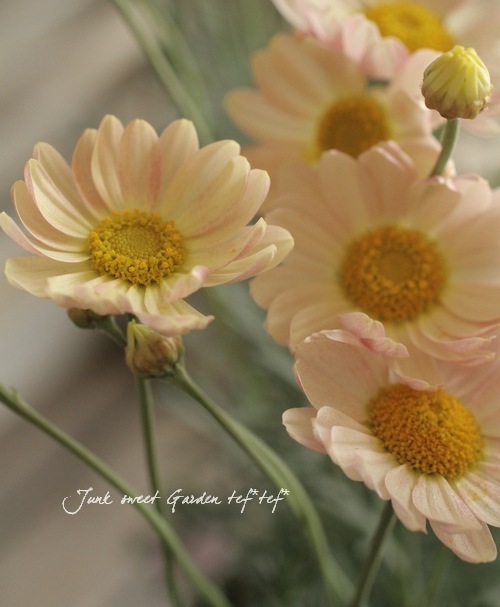 <i>Argyranthemum frutescens����Spring Bouquet��</i><BR><BR>���Ѥ�ꤹ��ޡ�����åȡ�<BR>�إ��ץ�󥰥֡�����