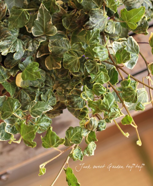 *Hedera helix*<BR><BR>�����ݤ���ο��ʼ<BR>�إǥ顡��Ĭ�ι��