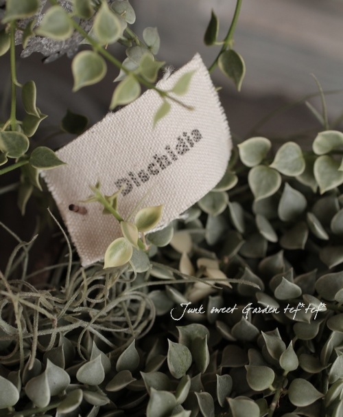 *Dischidia bengalensis<BR> 'variegata'.*<BR><BR>������Υߥꥪ��ϡ��Ȥο��<BR>�ǥ������ǥ����إХꥨ��������