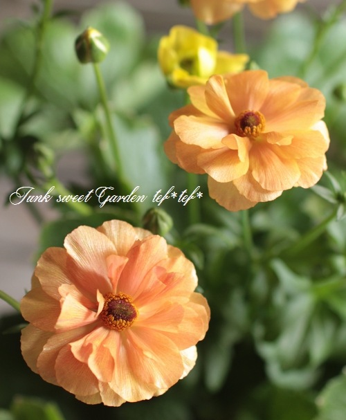 綾園芸さんのラナンキュラス ラックスシリーズ『ディオネ』 | すべての