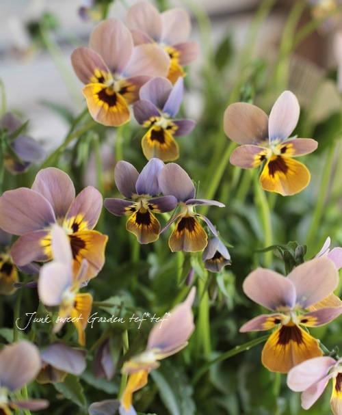 <i>Viola</i><BR><BR>�ߥ��ƥꥢ�����꡼��<BR>�إ��֥ꥨ���