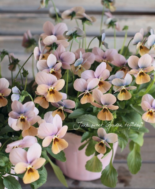 ֥餵Υꥸʥӥ顡ߥƥꥢ꡼إޥꥢ