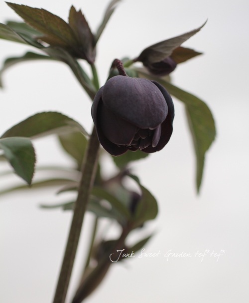 富山県・松浦園芸さんの<BR>クリスマスローズ・開花株！5号株<BR