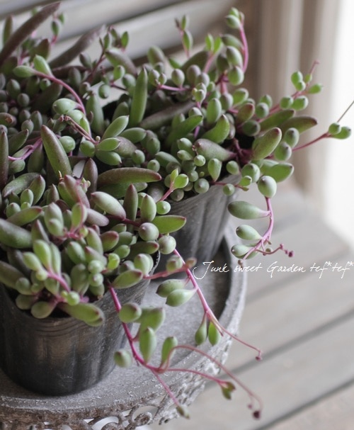 多肉植物】 『ルビーネックレス』 | すべての商品 | | Junk sweet